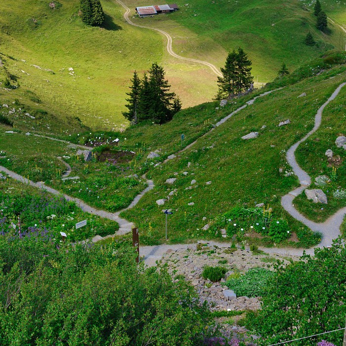 Chemins qui se croisent dans un pâturage de montagne